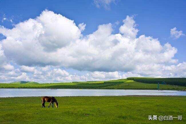 去内蒙不知道喝啥酒？蒙古喝酒走红网络，网友：不愧是套马的汉子