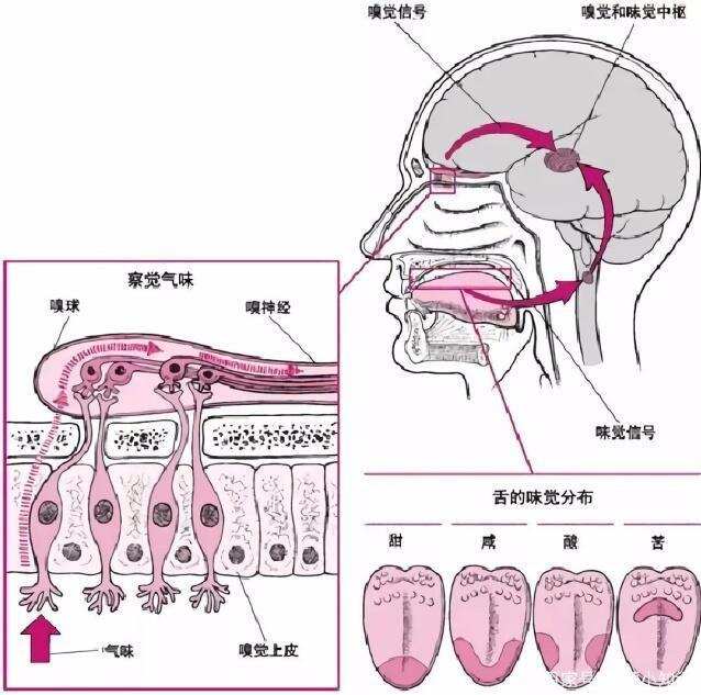 白酒中八大缺陷问题及其分级