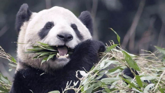 因为缺乏食物，加拿大让大熊猫“大毛”、“二顺”提前回国