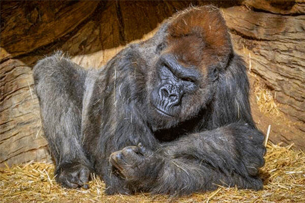美国动物园沦陷！大猩猩也难逃厄运，多只感染新冠出现咳嗽症状