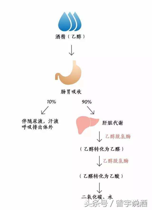 别傻了！喝酒上头的真相其实是这样的……