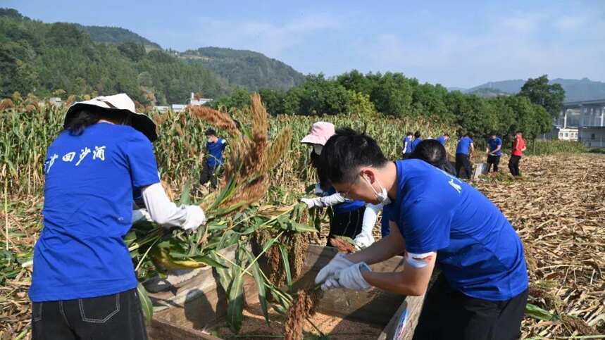 “金沙红了-2022中国·金沙红高粱节‘割高粱 迎丰收’”成功举办