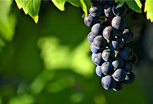 酿酒葡萄品种有哪些？20种常见的酿酒葡萄