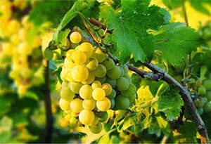 酿酒葡萄品种有哪些？20种常见的酿酒葡萄