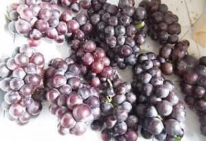 红酒葡萄采摘月份是什么时候？什么样的葡萄可以采摘？