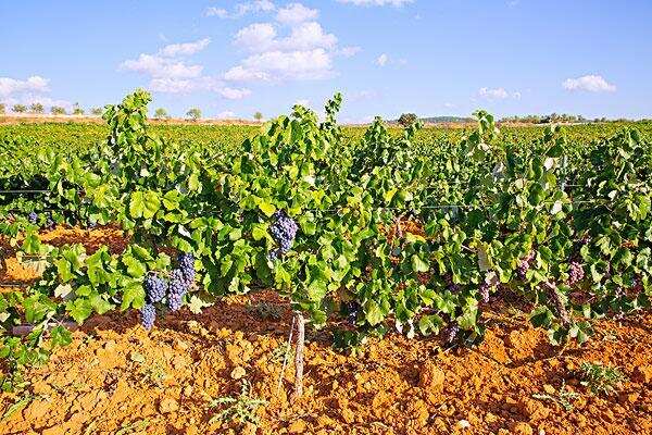 西班牙红酒是被遗忘的旧世界，历史文化不输法国但品牌实力欠佳