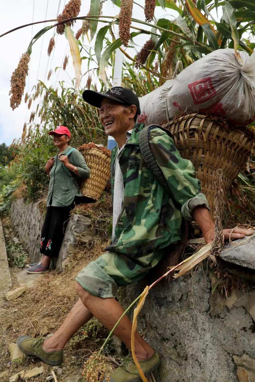 一粒高粱的共同富裕之旅