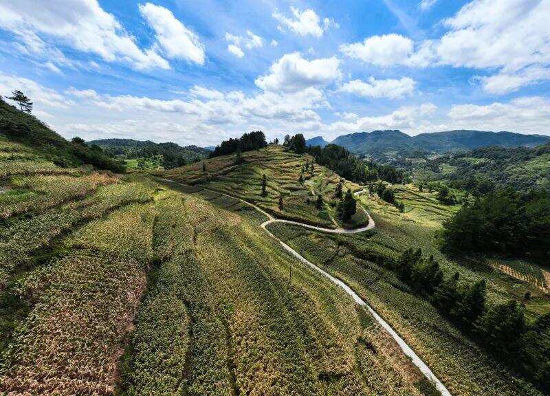 一粒高粱的共同富裕之旅