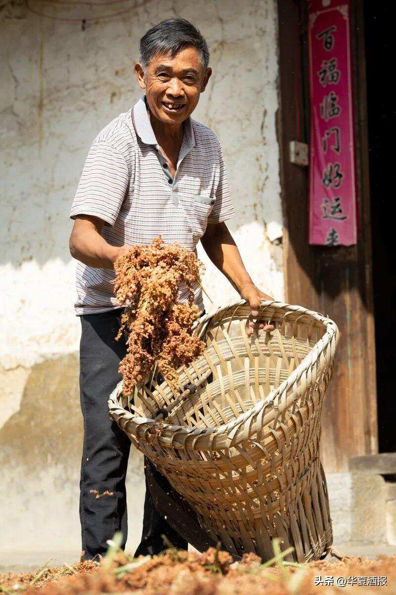 98万亩茅台酒用高粱基地让15万农户实现增收