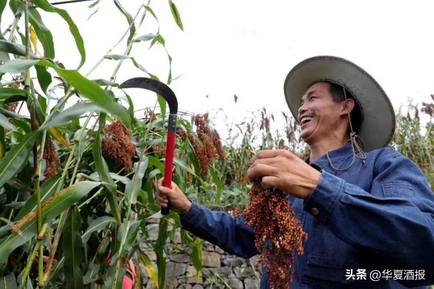 98万亩茅台酒用高粱基地让15万农户实现增收