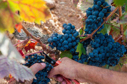 发展葡萄酒产业也要求不断的创新「资源整合是葡萄酒产业竞争的关键」