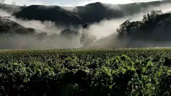 利口酒可能是最变化多样、最古老的酒了，看看利口酒的酿造历史