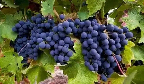 酿酒葡萄品种排名：世界上最流行的十大葡萄品种