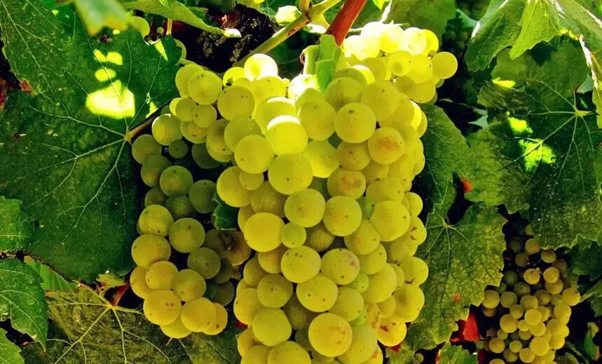 酿酒葡萄品种排名：世界上最流行的十大葡萄品种
