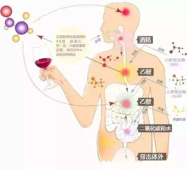 急！年关将至，酒量到底能不能练出来？