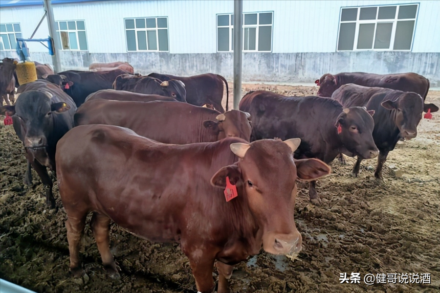 豫啤老大金星斥资5亿，养殖“郏县红牛”，是为啥？