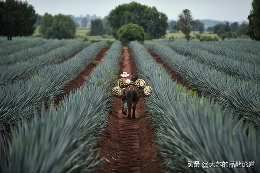 龙舌兰酒入门（1）：龙舌兰酒的种类