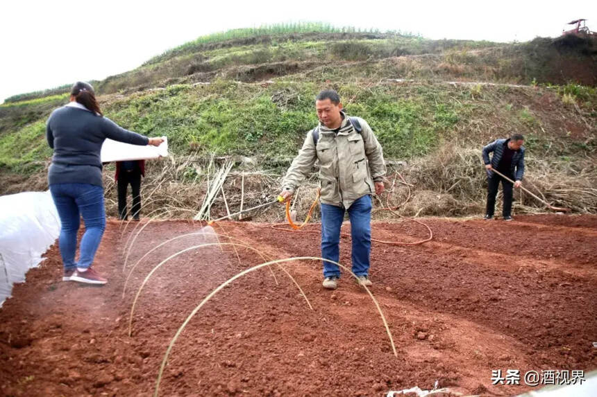 春日胜黄金 翠屏区20万亩酿酒专用粮基地春耕忙