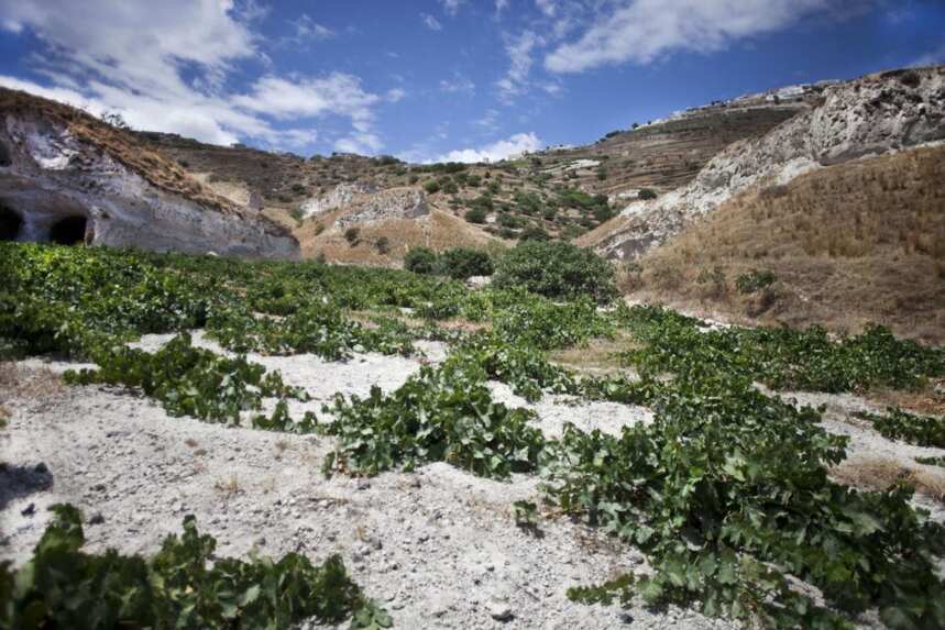 火山土壤对葡萄酒的影响