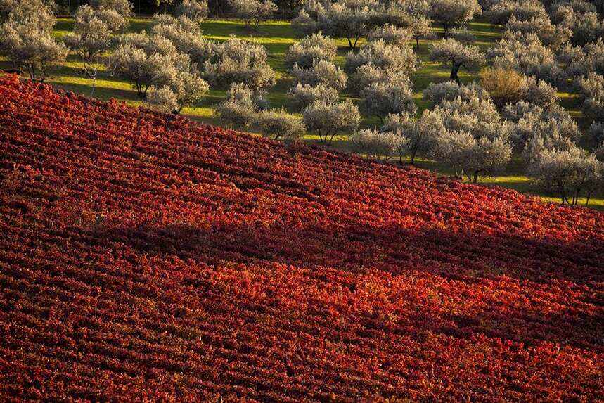 意大利翁布里亚的优质红葡萄酒
