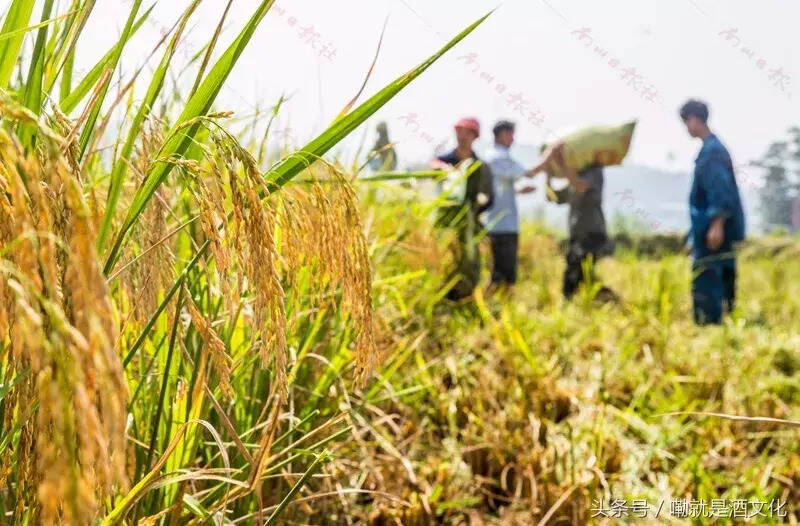 我爱我的家乡，重庆市南川区！家乡文化印记