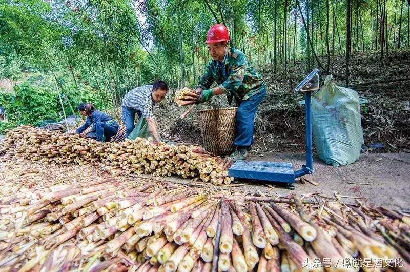 我爱我的家乡，重庆市南川区！家乡文化印记