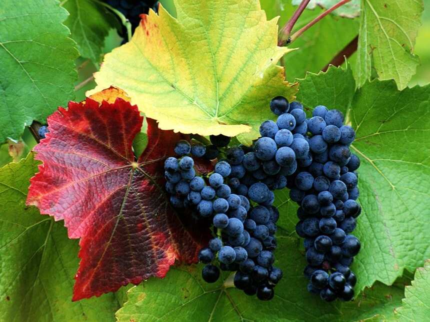 你的红酒是用哪些葡萄酿造出来的，风味特性详细介绍~