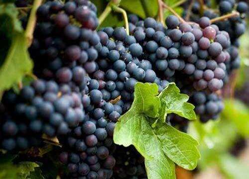 你的红酒是用哪些葡萄酿造出来的，风味特性详细介绍~