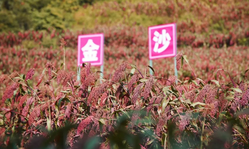 为啥好酒离不开“高粱”，最高等级的高粱长啥样？有啥区别？