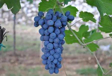 瓦坡里切拉Valpolicella葡萄酒产区有哪些独特之处