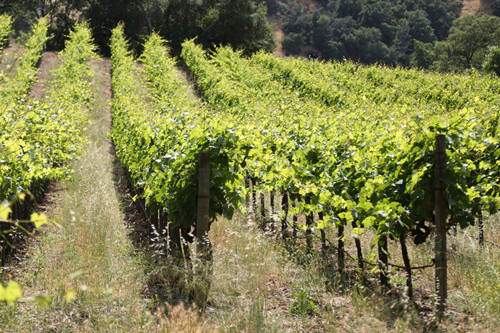 绿配红酒庄 Green and Red Vineyard