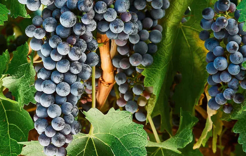 「品种全析」世界各地的赤霞珠葡萄酒都啥味儿？