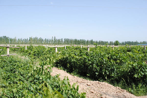 甘肃祁连葡萄酒业 Qilian Winery