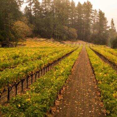 巴达奇酒庄 Baldacci Family Vineyards