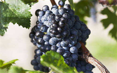 波尔多葡萄品种,波尔多什么葡萄品种