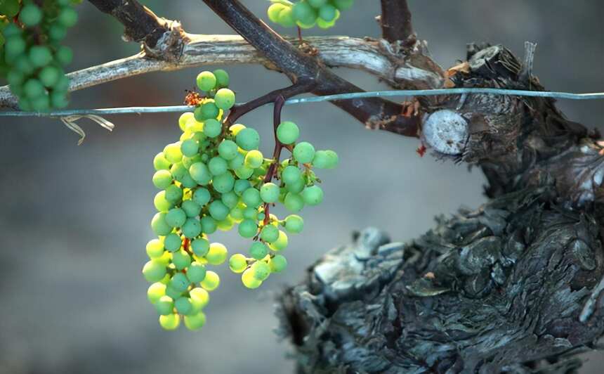 格拉夫红葡萄酒列级庄之高柏丽Haut-Bailly