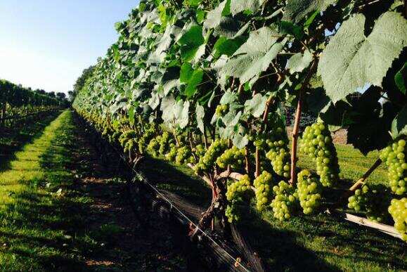 法斯蒂尼酒庄 Faustini Winery