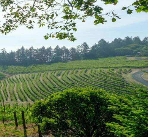 孔雀酒庄 Peacock Family Vineyard