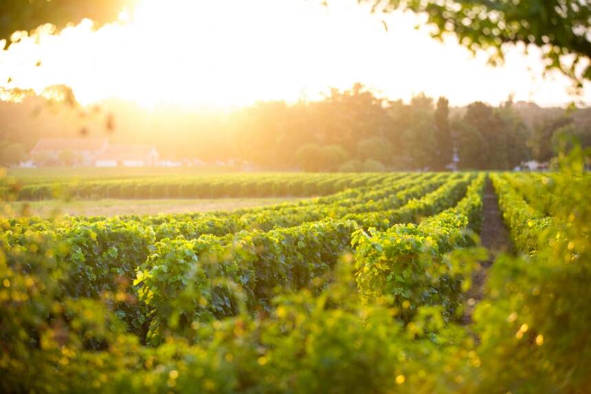 拉图玛蒂雅克酒庄 Chateau Latour-Martillac