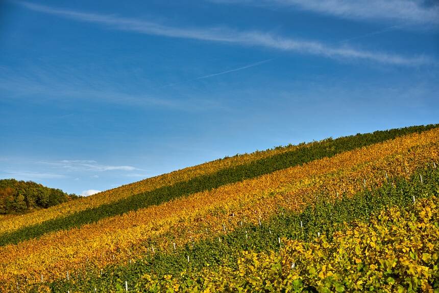 萨维尼·莱斯·博恩·奥克斯·斯莱特 Savigny-lès-Beaune Aux Serpentières