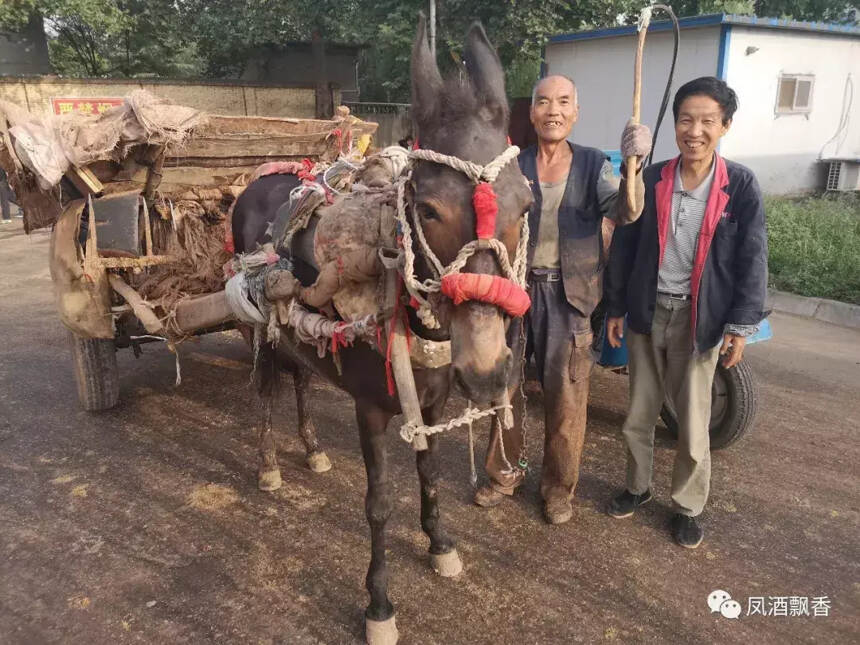 西凤酒厂的酒糟去哪了？