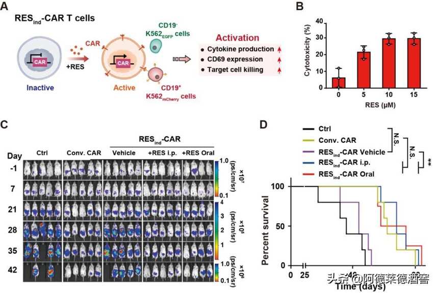PNAS：让T细胞“喝红酒”，帮助其更好地消灭癌细胞