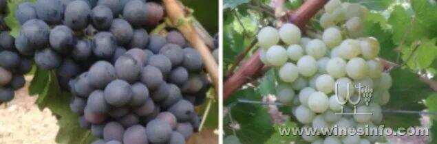 法国更新法定葡萄品种目录 人工培育&国外品种在列