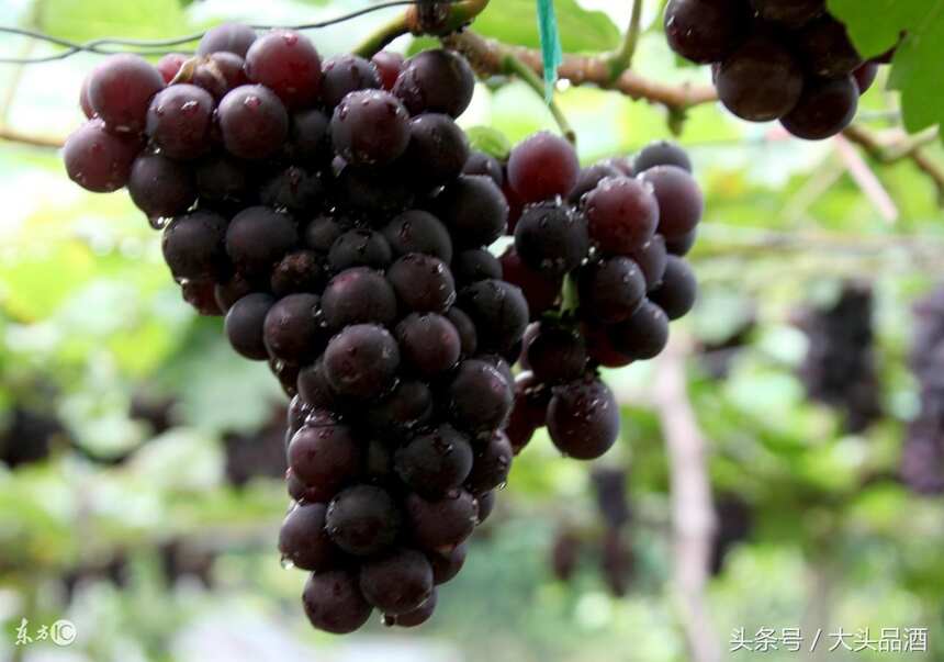 几个影响葡萄酒的陈酿潜质？你知道吗？
