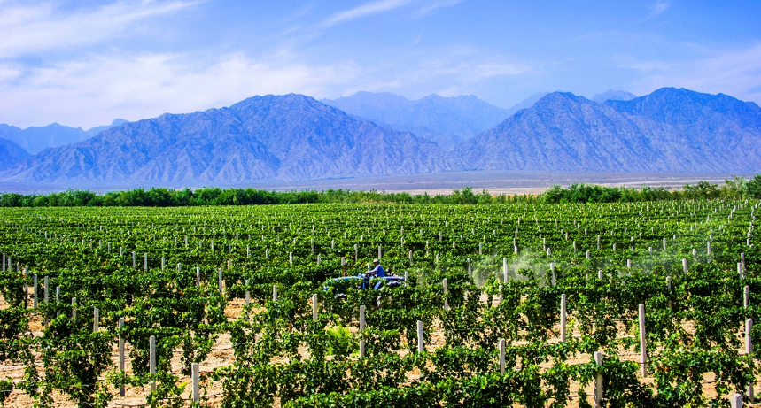 吕咸逊：关于促进贺兰山东麓葡萄酒产区发展的四点看法