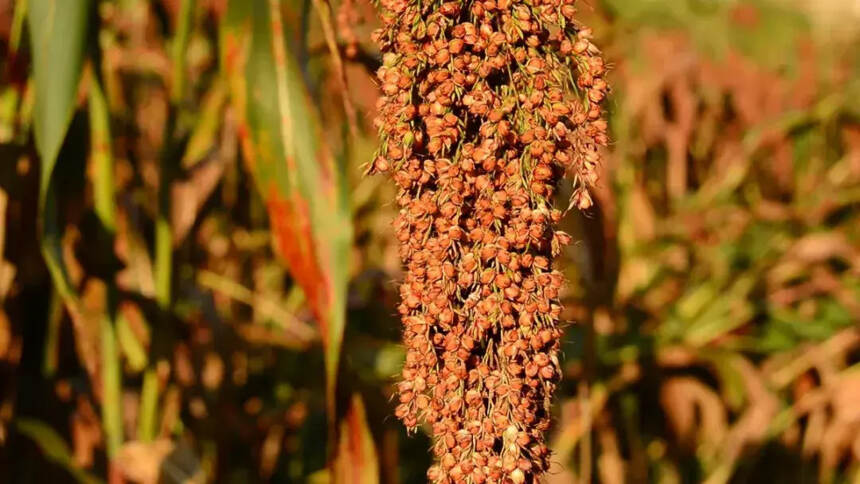 “造酒先造沙” 关于茅台，这些知识点你真的知道吗？