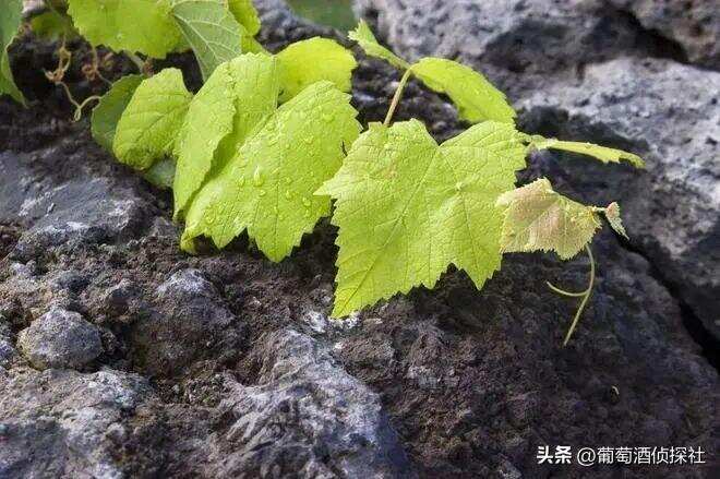 火山土壤的葡萄酒，是种什么味道？盘点全球火山土壤产区