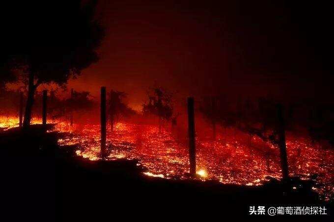 失控！加州再爆发大火 葡萄园太惨了