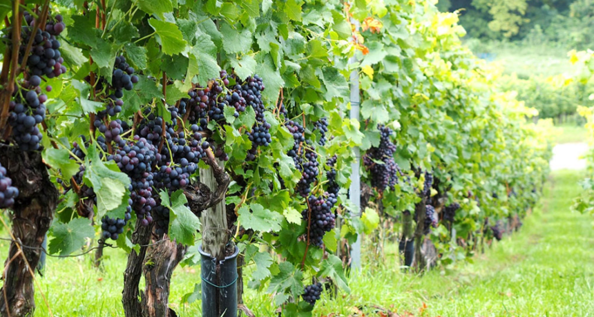 吕咸逊：关于促进贺兰山东麓葡萄酒产区发展的四点看法