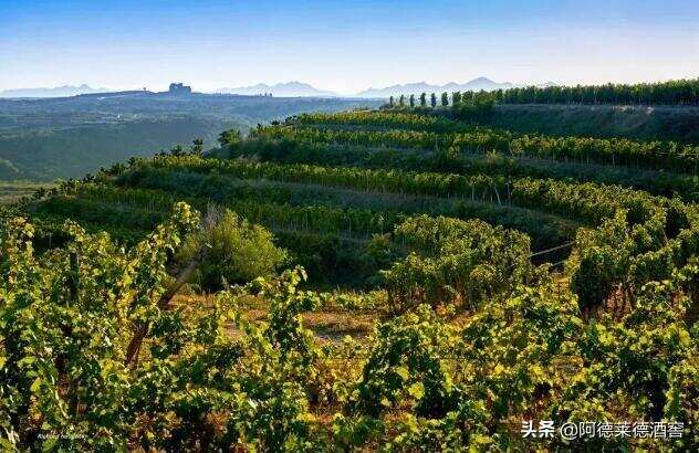 今年上半年宁夏葡萄酒出口额达365万元